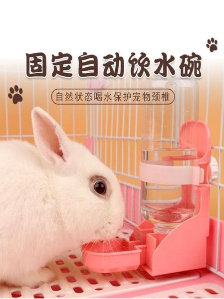 小兔子喝水吗需要给兔子喂水吗,小兔子喝水吗怎么喂