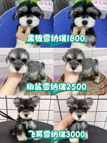 小型雪纳瑞犬寿命,小型雪纳瑞犬价格多少