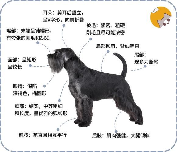 小型雪纳瑞犬寿命,小型雪纳瑞犬价格多少