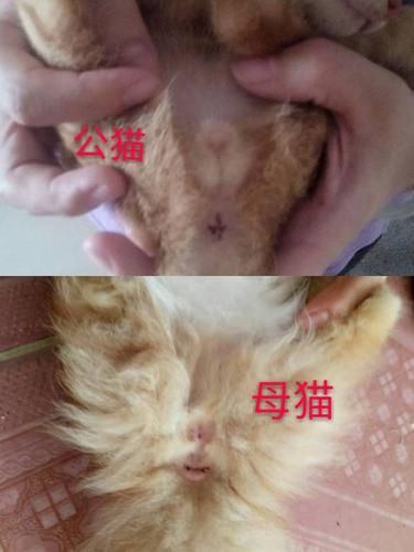 小奶猫怎么看公母视频,小奶猫怎么看公母分辨图片