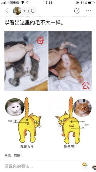 小奶猫怎么看公母视频,小奶猫怎么看公母分辨图片