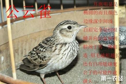 小沙百灵公母对照图片,小沙百灵和云雀有什么区别