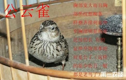 小沙百灵公母对照图片,小沙百灵和云雀有什么区别