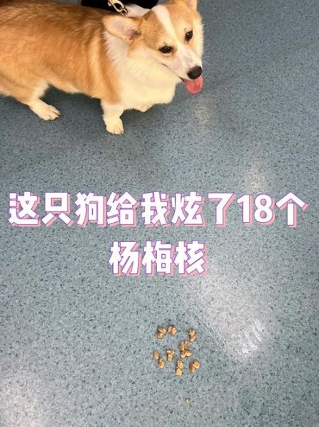 小狗可以吃杨梅吗怎么吃,小狗能吃杨梅不,把核去掉