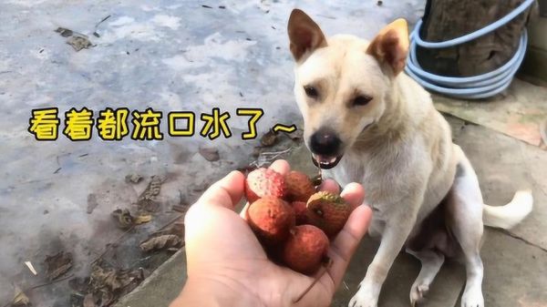 小狗可以吃荔枝嘛,小狗可以吃荔枝吗有毒吗