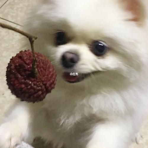 小狗可以吃荔枝嘛,小狗可以吃荔枝吗有毒吗