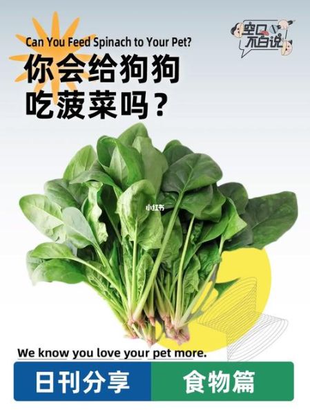 小狗可以吃菠菜嘛,小狗狗能吃菠菜吗