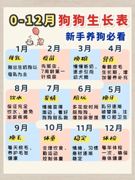小狗多久算满月,狗多大可以生小狗仔