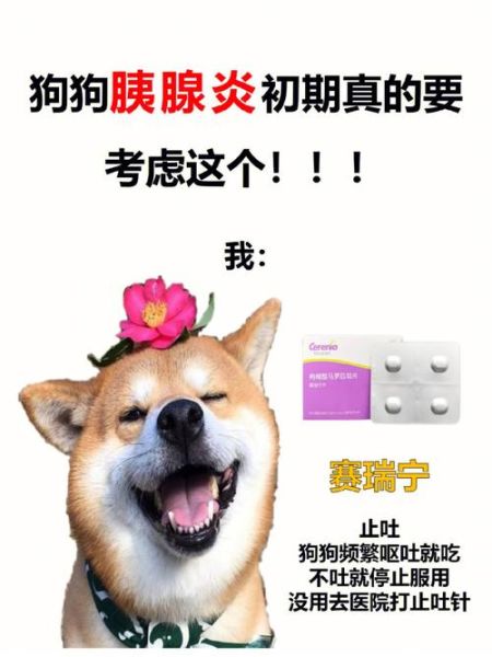 小狗脱肛怎么处理最简单方法,狗狗肛门消炎消肿最快的药