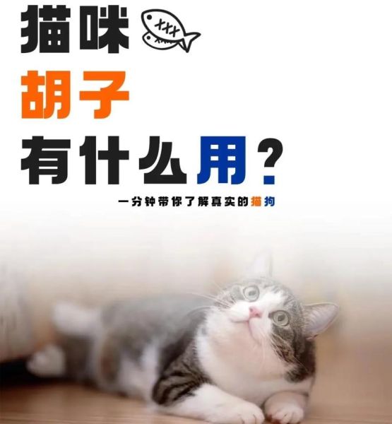 小猫胡子有什么用,小猫胡子的作用与功效
