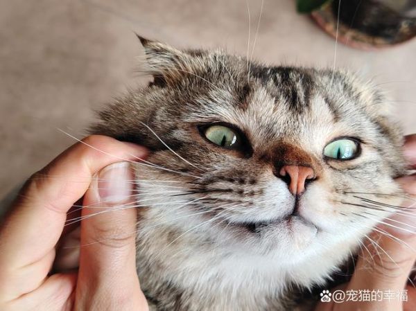 小猫胡子有什么用,小猫胡子的作用与功效