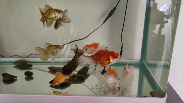 小金鱼怎么养,小金鱼几天喂一次比较好养