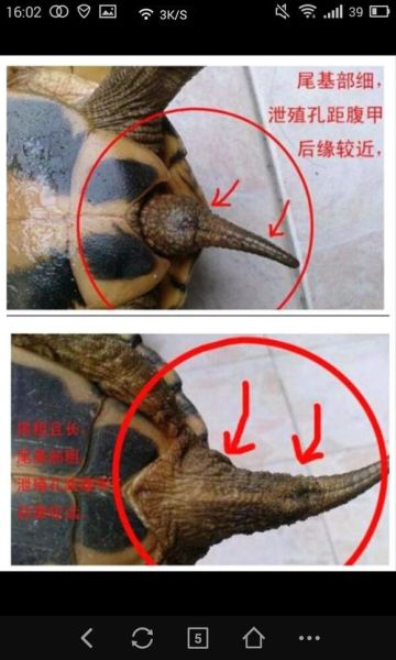 巴西龟如何分公母视频,巴西龟分公母的方法图片