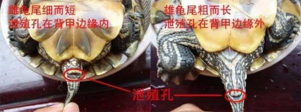 巴西龟如何分公母视频,巴西龟分公母的方法图片