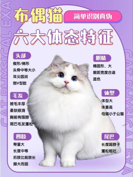 布偶猫简介英文版,布偶猫简介特点