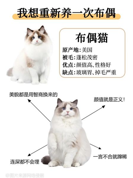 布偶猫简介英文版,布偶猫简介特点