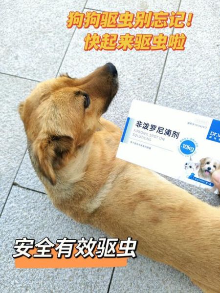 幼犬出生多久驱虫一次,幼犬出生多少天开始驱虫