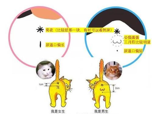 幼猫怎么看公母行为差异,幼猫怎么看公母图解
