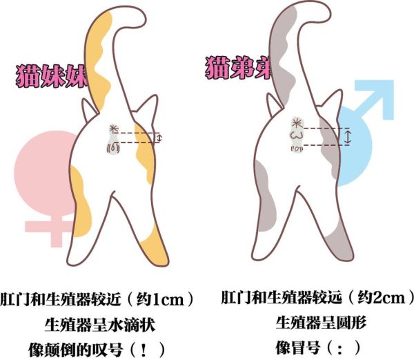 幼猫怎么看公母行为差异,幼猫怎么看公母图解