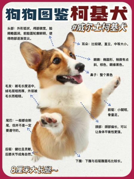 怎么看柯基纯不纯呢,柯基纯不纯,看这七点就够了