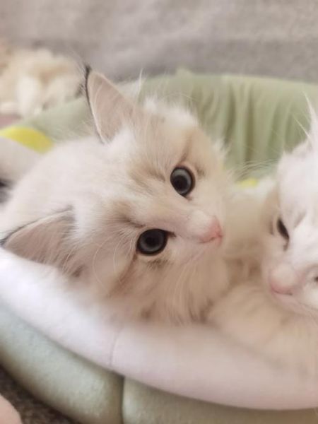 怎么知道猫发完情了,一般母猫叫几天就不叫了