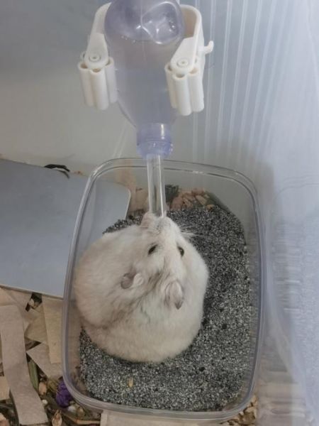 怎么给仓鼠喂水和食物,怎么给仓鼠喂水呢