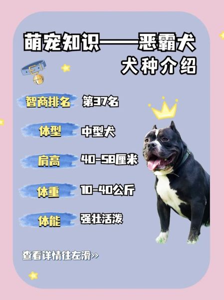 恶犬排名犬排行榜,恶犬排名第一是什么犬