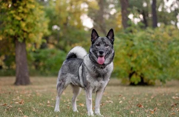 挪威犬纯种,挪威犬种