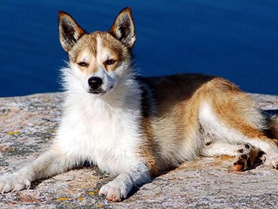 挪威犬纯种,挪威犬种