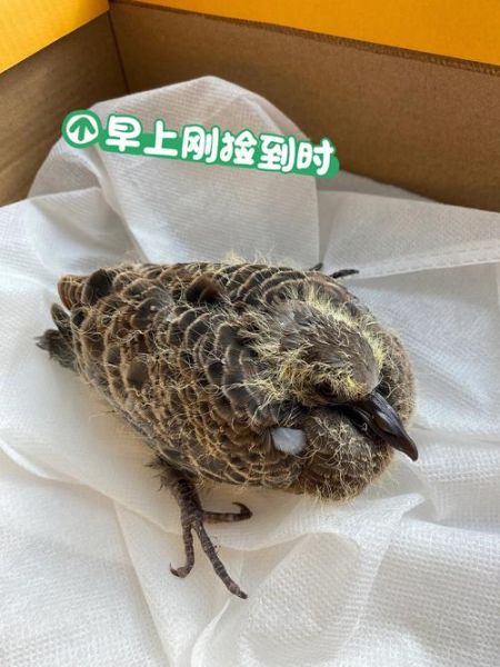 斑鸠幼鸟吃什么水果,斑鸠幼鸟吃什么补钙