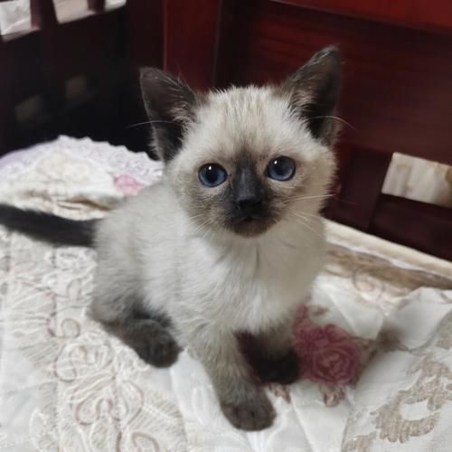 暹罗猫好不好养,暹罗猫价格多少钱一只幼猫