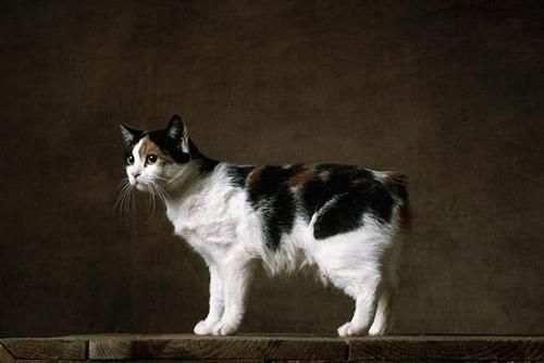 曼克斯猫图片,曼克斯猫图片大全可爱