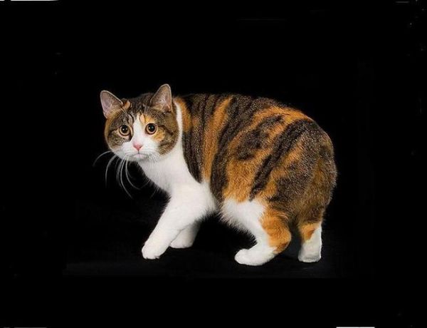 曼克斯猫图片,曼克斯猫图片大全可爱