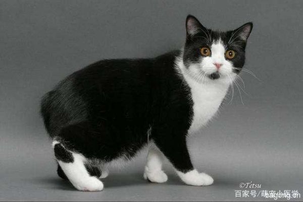 曼岛猫有尾巴吗,曼岛猫是布偶猫吗