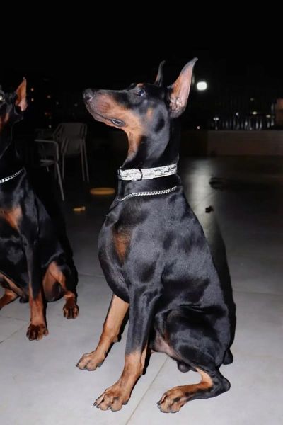 杜宾犬打架厉害吗,杜宾犬打架怎么样