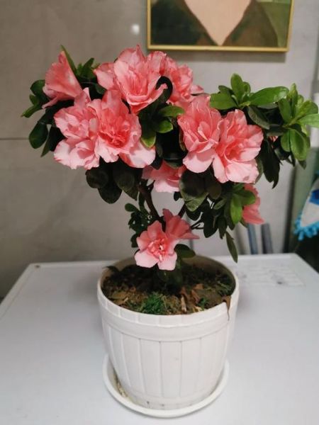 杜鹃用什么土栽最好,杜鹃用啥土