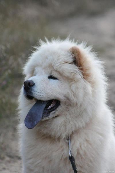 松狮好不好养,松狮好养吗麻烦吗