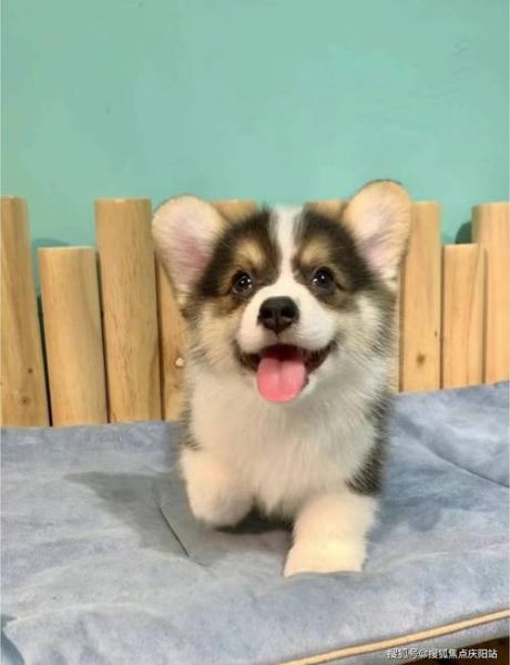 柯基犬价格表2023,柯基犬价格柯基犬多少钱