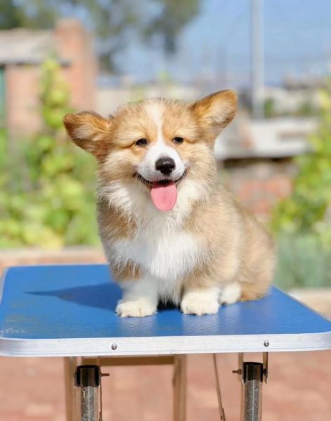 柯基犬价格表2023,柯基犬价格柯基犬多少钱