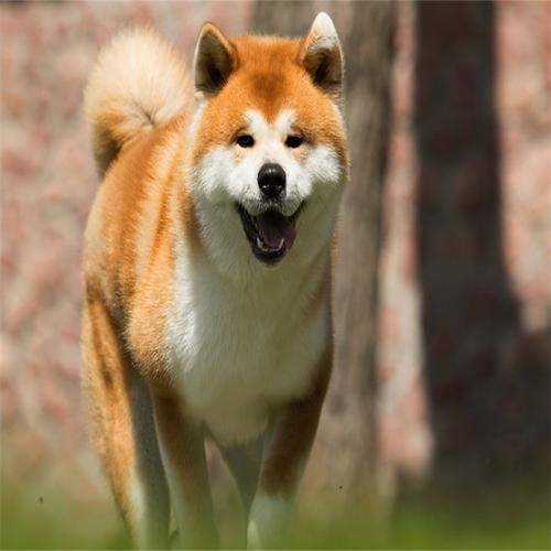 柴犬和秋田犬的图片,柴犬和秋田犬的价格