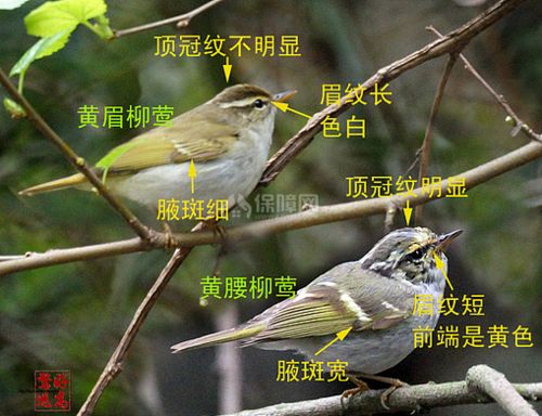 树莺鸟的叫声视频,树莺和柳莺的区别