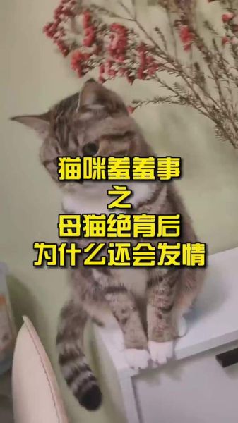 母猫发情几天后可以做节育手术了,用了棉签后猫咪能安静多久