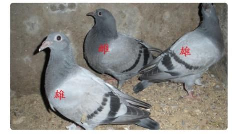母鸽子叫怎么回事,母鸽子叫还是公鸽子叫