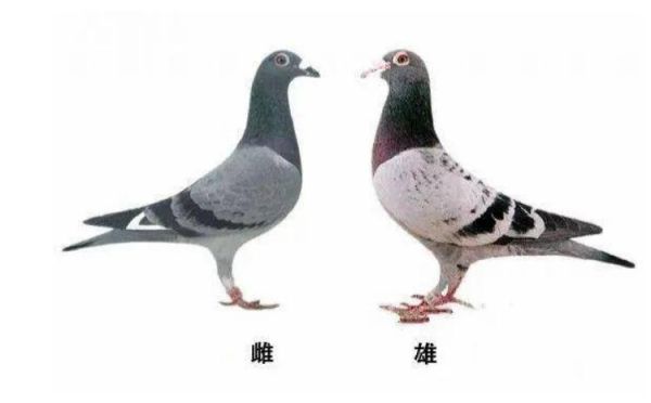 母鸽子叫怎么回事,母鸽子叫还是公鸽子叫