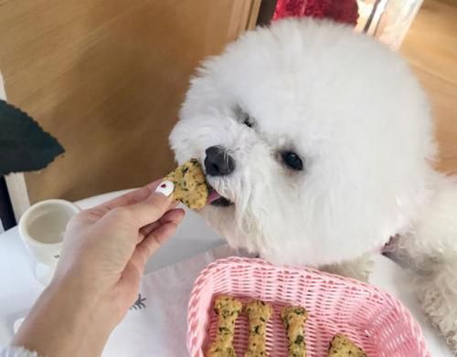 比熊可以吃樱桃么,比熊可以吃樱桃吗视频