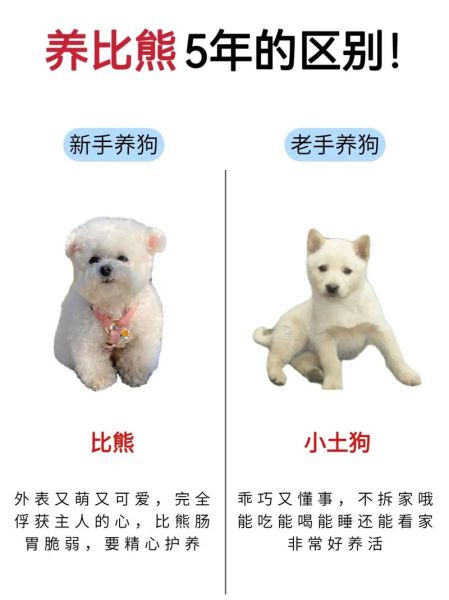 比熊怎么看纯不纯是不是小体,比熊和泰迪哪个更忠诚