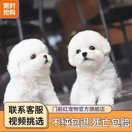 比熊记仇的表现,小比熊犬怎么养比较好