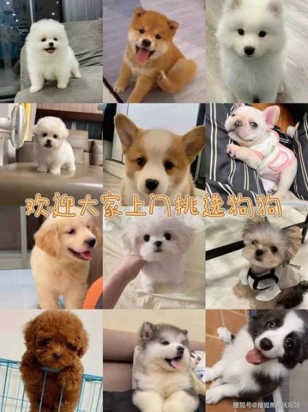 比熊记仇的表现,小比熊犬怎么养比较好