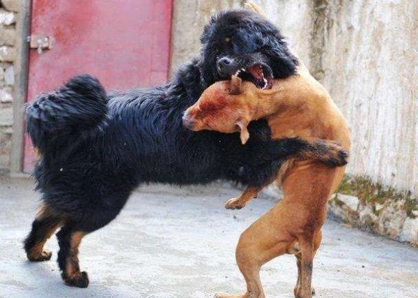 比特犬vs藏獒视频播放,比特犬VS藏獒