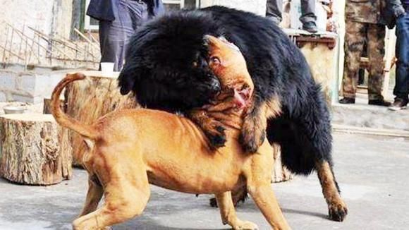比特犬vs藏獒视频播放,比特犬VS藏獒